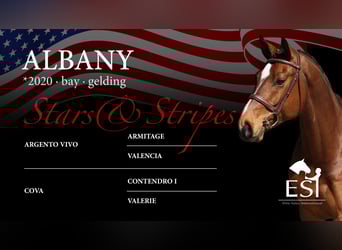 Hanoverian, Gelding, 5 years, 16,1 hh, Brown