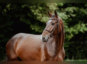 Hanoverian, Gelding, 5 years, 16,1 hh, Brown