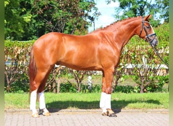 Hanoverian, Gelding, 5 years, 16,1 hh, Chestnut-Red
