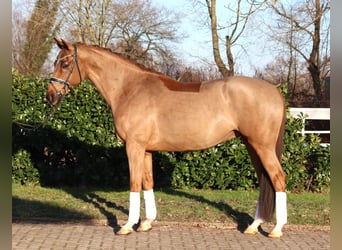 Hanoverian, Gelding, 5 years, 16,1 hh, Chestnut-Red