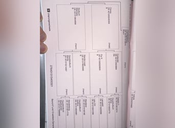 Hanoverian, Gelding, 5 years, 16,1 hh, Chestnut-Red