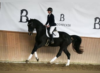 Hanoverian, Gelding, 5 years, 16,1 hh, Smoky-Black