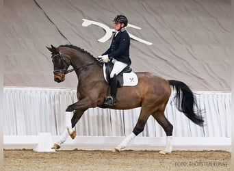 Hanoverian, Gelding, 5 years, 16,2 hh, Bay-Dark