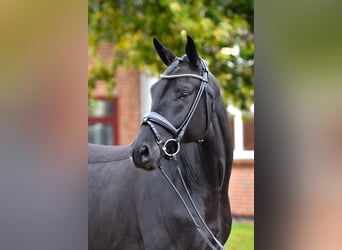 Hanoverian, Gelding, 5 years, 16,2 hh, Black