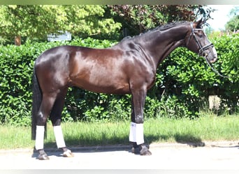 Hanoverian, Gelding, 5 years, 16,2 hh, Black