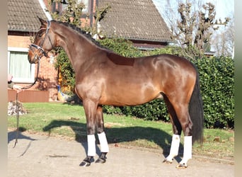 Hanoverian, Gelding, 5 years, 16,2 hh, Brown