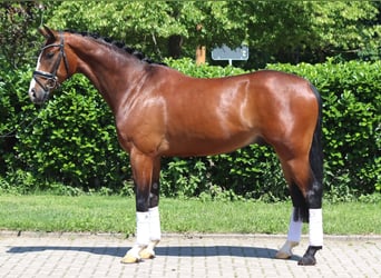 Hanoverian, Gelding, 5 years, 16,2 hh, Brown
