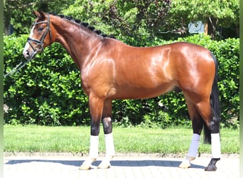 Hanoverian, Gelding, 5 years, 16,2 hh, Brown
