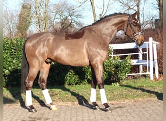 Hanoverian, Gelding, 5 years, 16,2 hh, Brown