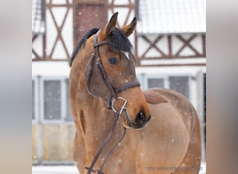 Hanoverian, Gelding, 5 years, 16,2 hh, Brown