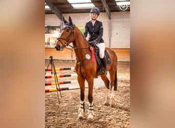 Hanoverian, Gelding, 5 years, 16,2 hh, Brown