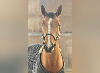 Hanoverian, Gelding, 5 years, 16,2 hh, Brown