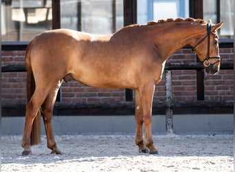 Hanoverian, Gelding, 5 years, 16,2 hh, Chestnut-Red