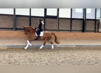 Hanoverian, Gelding, 5 years, 16,2 hh, Chestnut-Red