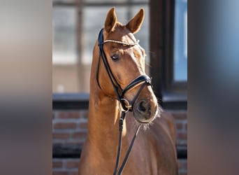 Hanoverian, Gelding, 5 years, 16,2 hh, Chestnut-Red