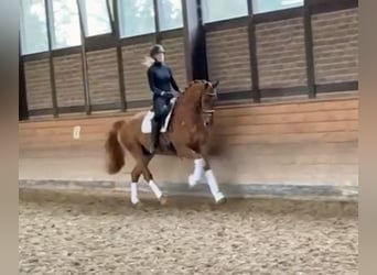 Hanoverian, Gelding, 5 years, 16,2 hh, Chestnut-Red