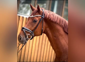 Hanoverian, Gelding, 5 years, 16,2 hh, Chestnut-Red