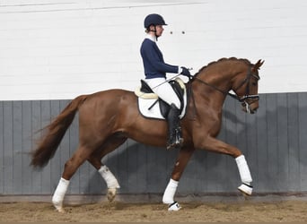 Hanoverian, Gelding, 5 years, 16,2 hh, Chestnut-Red