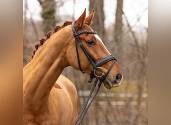 Hanoverian, Gelding, 5 years, 16,2 hh, Chestnut-Red