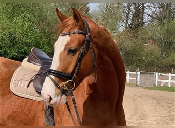 Hanoverian, Gelding, 5 years, 16,2 hh, Chestnut-Red