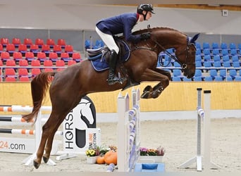 Hanoverian, Gelding, 5 years, 16,2 hh, Chestnut