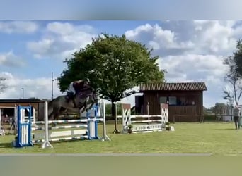 Hanoverian, Gelding, 5 years, 16,2 hh, Grey
