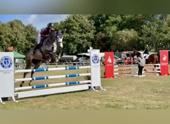 Hanoverian, Gelding, 5 years, 16,2 hh, Grey