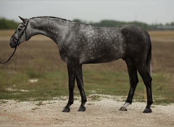 Hanoverian, Gelding, 5 years, 16,2 hh, Grey