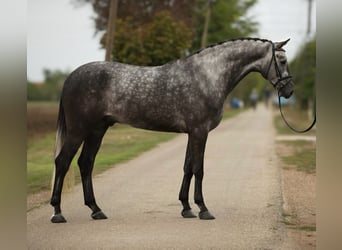 Hanoverian, Gelding, 5 years, 16,2 hh, Grey