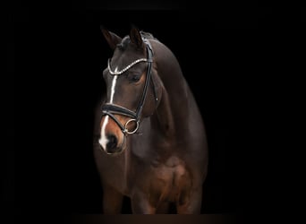Hanoverian, Gelding, 5 years, 16,2 hh, Smoky-Black