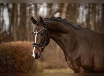 Hanoverian, Gelding, 5 years, 16,2 hh, Smoky-Black