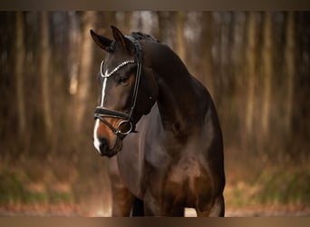 Hanoverian, Gelding, 5 years, 16,2 hh, Smoky-Black