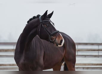 Hanoverian, Gelding, 5 years, 16,3 hh, Bay-Dark