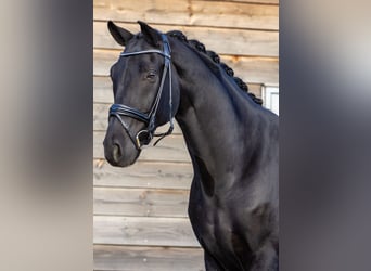 Hanoverian, Gelding, 5 years, 16,3 hh, Black
