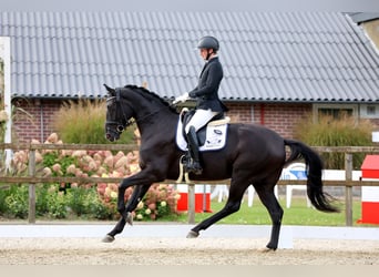 Hanoverian, Gelding, 5 years, 16,3 hh, Black