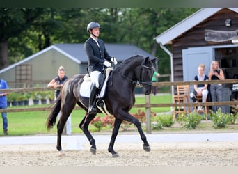 Hanoverian, Gelding, 5 years, 16,3 hh, Black