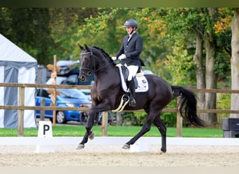 Hanoverian, Gelding, 5 years, 16,3 hh, Black