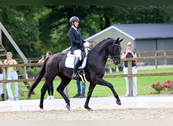Hanoverian, Gelding, 5 years, 16,3 hh, Black