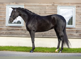 Hanoverian, Gelding, 5 years, 16,3 hh, Black Hanoverian, Gelding, 5 years, 16,3 hh, Black