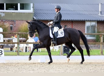 Hanoverian, Gelding, 5 years, 16,3 hh, Black