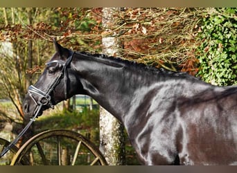 Hanoverian, Gelding, 5 years, 16,3 hh, Black