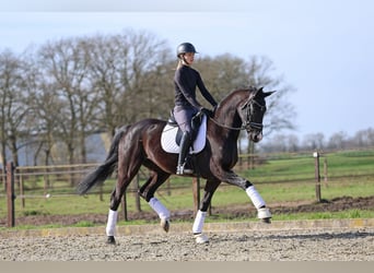 Hanoverian, Gelding, 5 years, 16,3 hh, Black