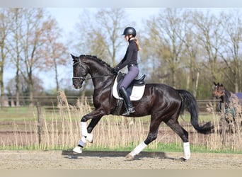 Hanoverian, Gelding, 5 years, 16,3 hh, Black