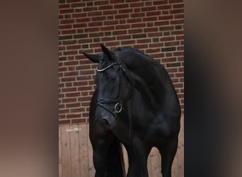 Hanoverian, Gelding, 5 years, 16,3 hh, Black