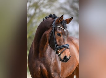 Hanoverian, Gelding, 5 years, 16,3 hh, Brown