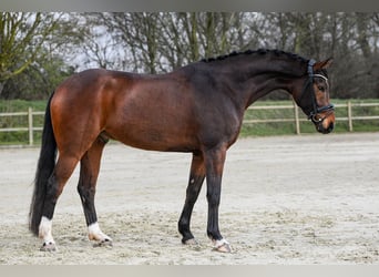 Hanoverian, Gelding, 5 years, 16,3 hh, Brown