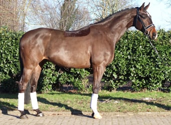 Hanoverian, Gelding, 5 years, 16,3 hh, Brown