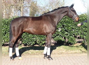 Hanoverian, Gelding, 5 years, 16,3 hh, Brown