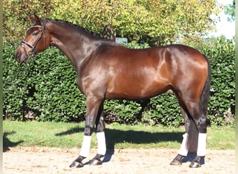 Hanoverian, Gelding, 5 years, 16,3 hh, Brown