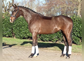 Hanoverian, Gelding, 5 years, 16,3 hh, Brown